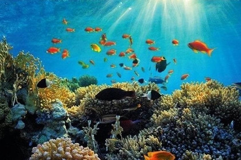 Scuba Diving in the Virgin Islands